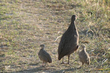 Red-necked spurfowl