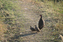 Red-necked spurfowl