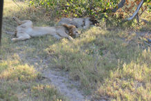 lion lazing