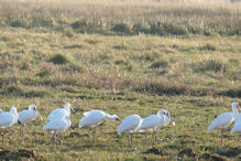 spoonbills