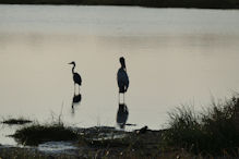 heron and stork with reflections