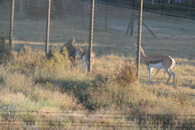Kimberley springbok in yard