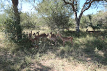 impala on the side of entry road