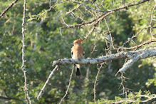 African hoopoe