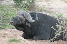 buffalo bull