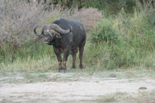 buffalo bull