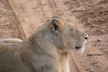 relaxed lioness