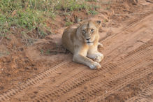 relaxed lioness