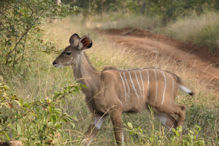 kudu