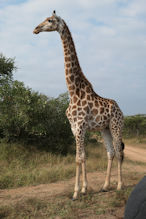 giraffe