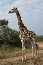 giraffe