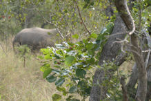 rhinoceros only fleeting sighting as breakfast beckoned