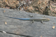 Lizard with blue tail at gym Rainbow Skink