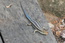 Lizard with blue tail at gym Rainbow Skink