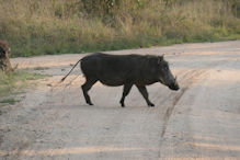 warthog