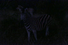 zebra in the dark