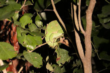 chameleon the 'face' iis on the body and the head is in shadow