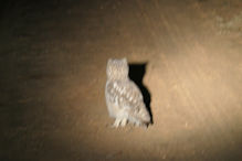 owl