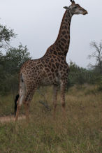 giraffe