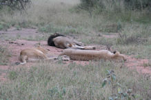 lazing lions