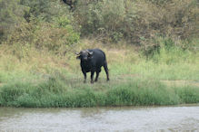 buffalo bull across dam