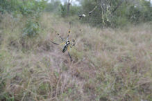 goldern orb spider