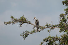 southern red billed hornbill