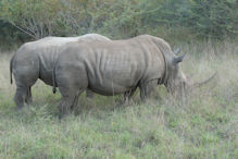 rhinoceros