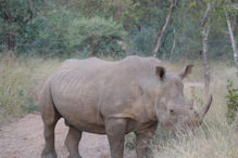 rhinoceros