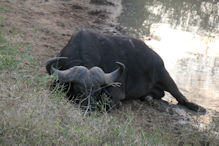 buffalo bull resting