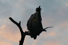 white backed vulture