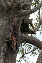 the remains of an ardvark eaten by a leopard