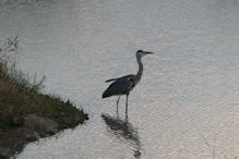 grey heron