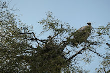 white backed vulture nest