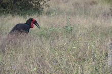 Southern ground hornbill