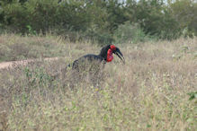 Southern ground hornbill