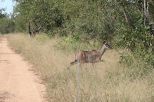 kudu