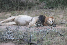 Lion resting in rain