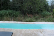 nyala near our pool
