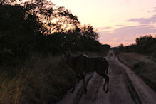 Kudu buck in dawn light