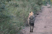 hyena loping away from us