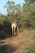 giraffe