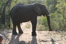 elephant