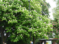Horse Chestnut Tree in Hyde Park