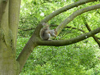 Hyde Park – squirrel