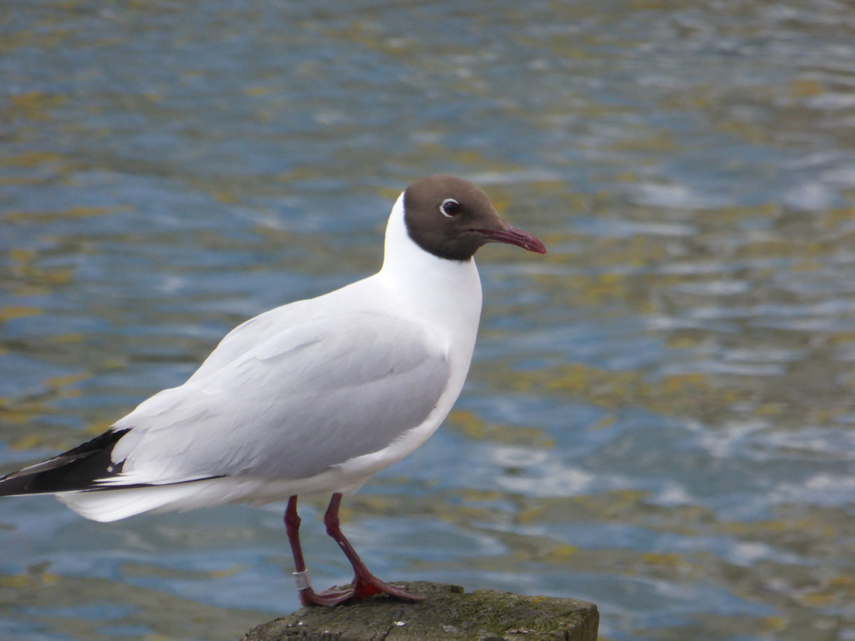 Helsinki – black headed gull
