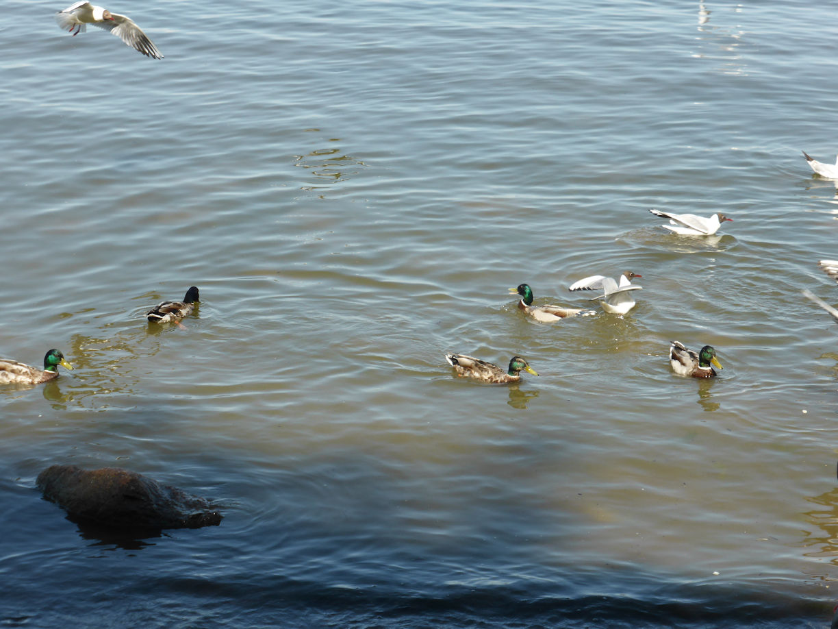 St Petersburg – Peterhof
