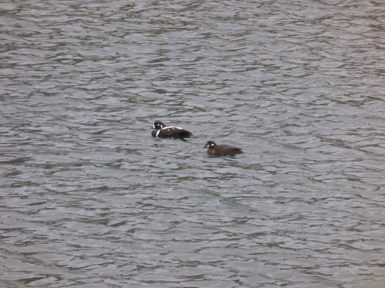 Iceland east – Seydisfjordur with ducks
