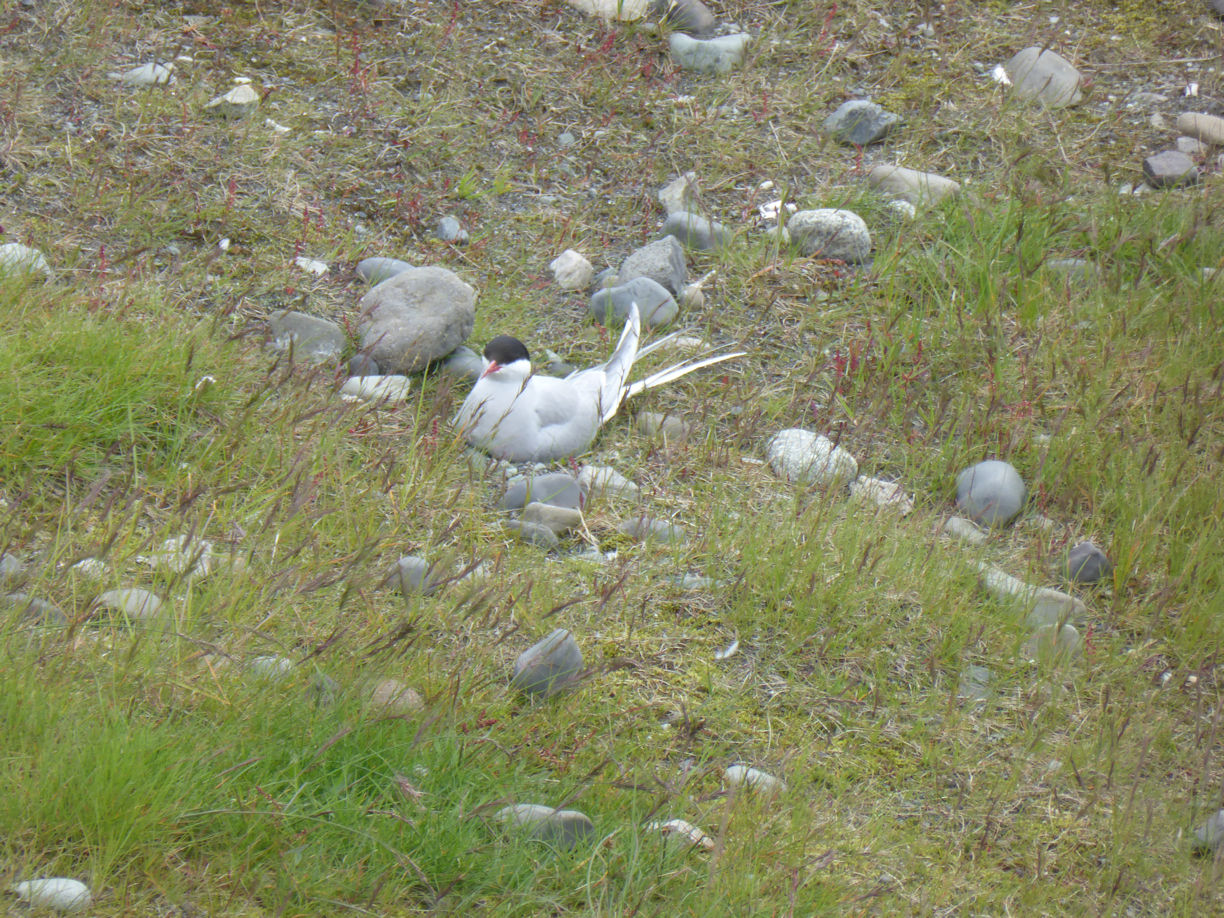 Iceland east – Jökulsárlóen Glacier Lagoon turn nesting
