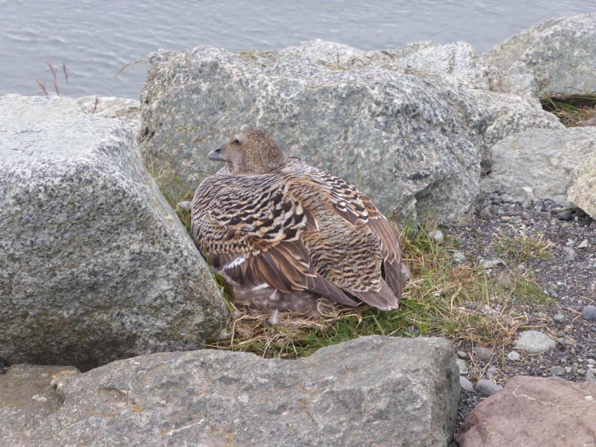 Iceland east – Jökulsárlóen Glacier Lagoon duck on nest
